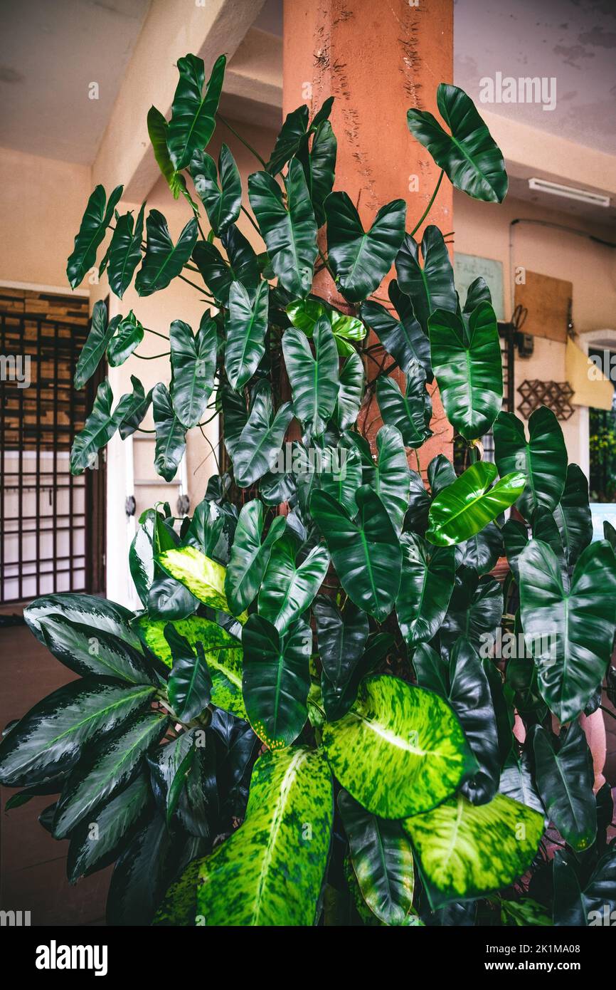 bipennifolium philodendron Philodendron bipennifolium aurea main image 1