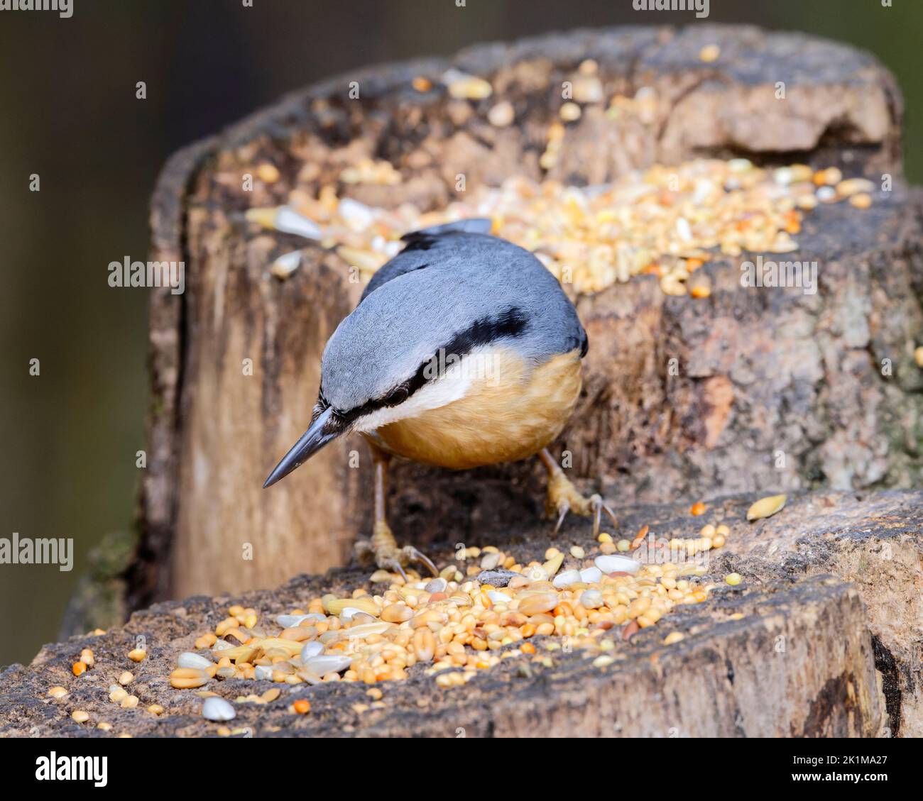 Nuthatch feeding on a tree stump in English woodland Stock Photo