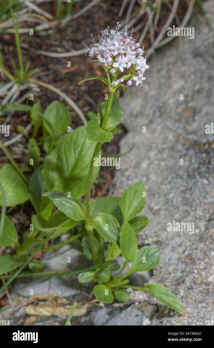 Mountain Valerian, Valeriana montana, in flower Stock Photo - Alamy