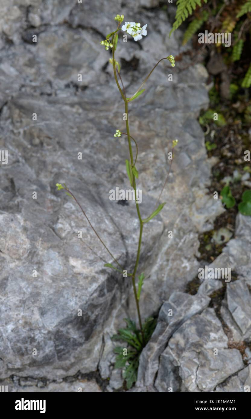 Kernera, Kernera saxatilis, in flower on limestone cliff. Stock Photo