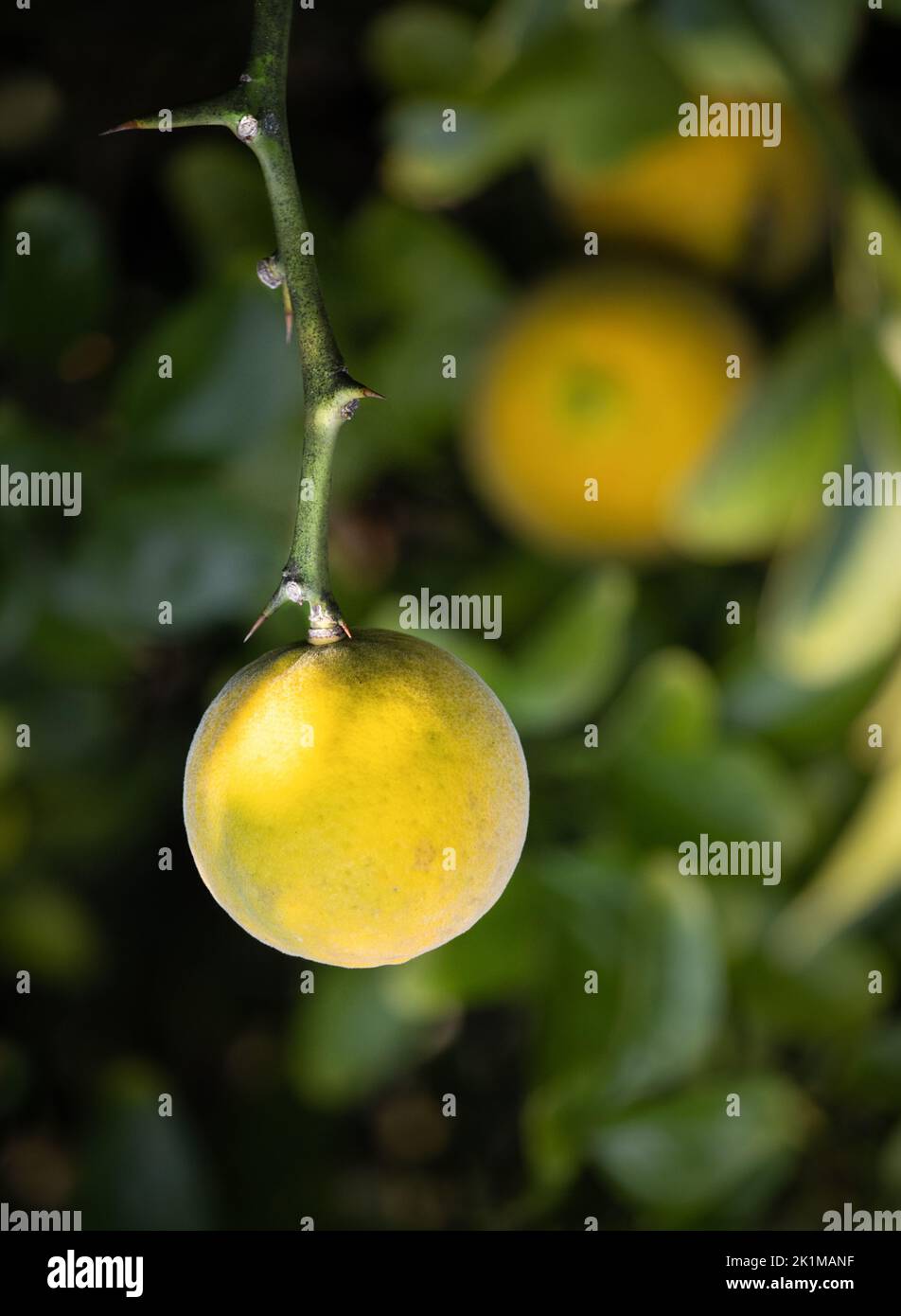 Small yellow round lemons, Citrus limon, hanging on a lemon tree with leaves and thorns in the sunshine, summer or fall, Lancaster, Pennsylvania Stock Photo