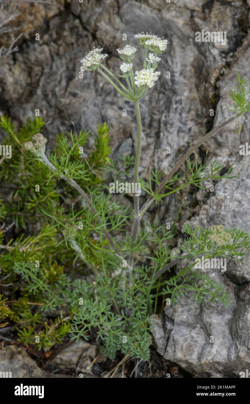 Athamanta, Athamanta cretensis in flower on limestone cliff, Italian Alps. Stock Photo