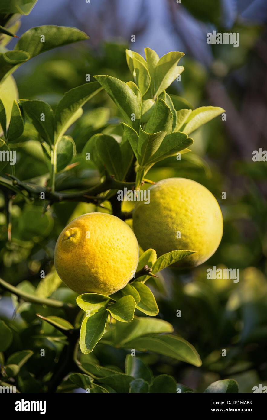 Small yellow round lemons, Citrus limon, hanging on a lemon tree with leaves and thorns in the