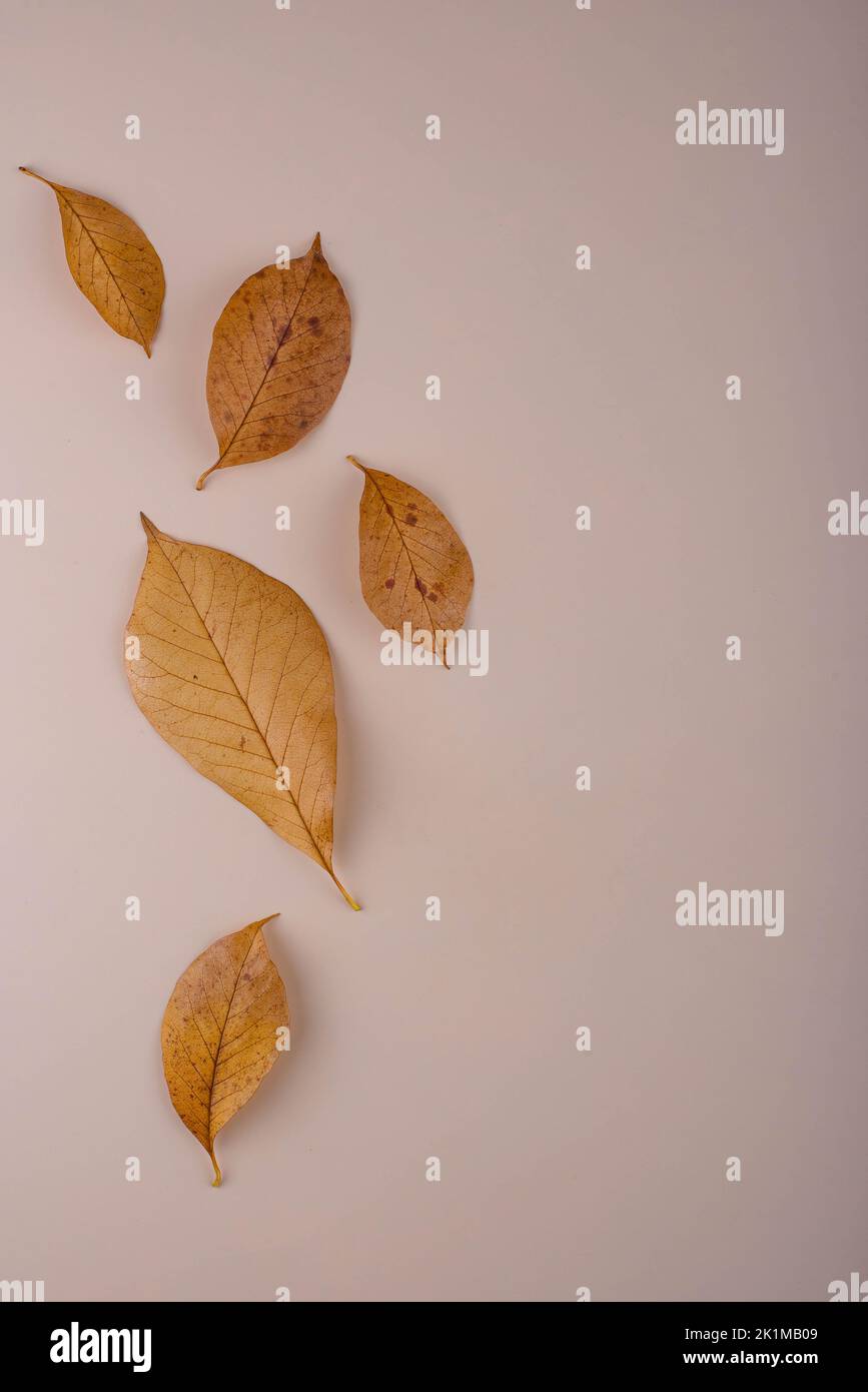 Autumn background with dry leaves Stock Photo - Alamy