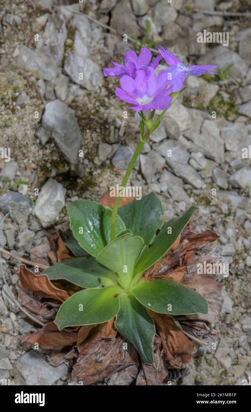 Showy Primrose, Primula spectabilis on limestone ledge, Italian Alps. Stock Photo