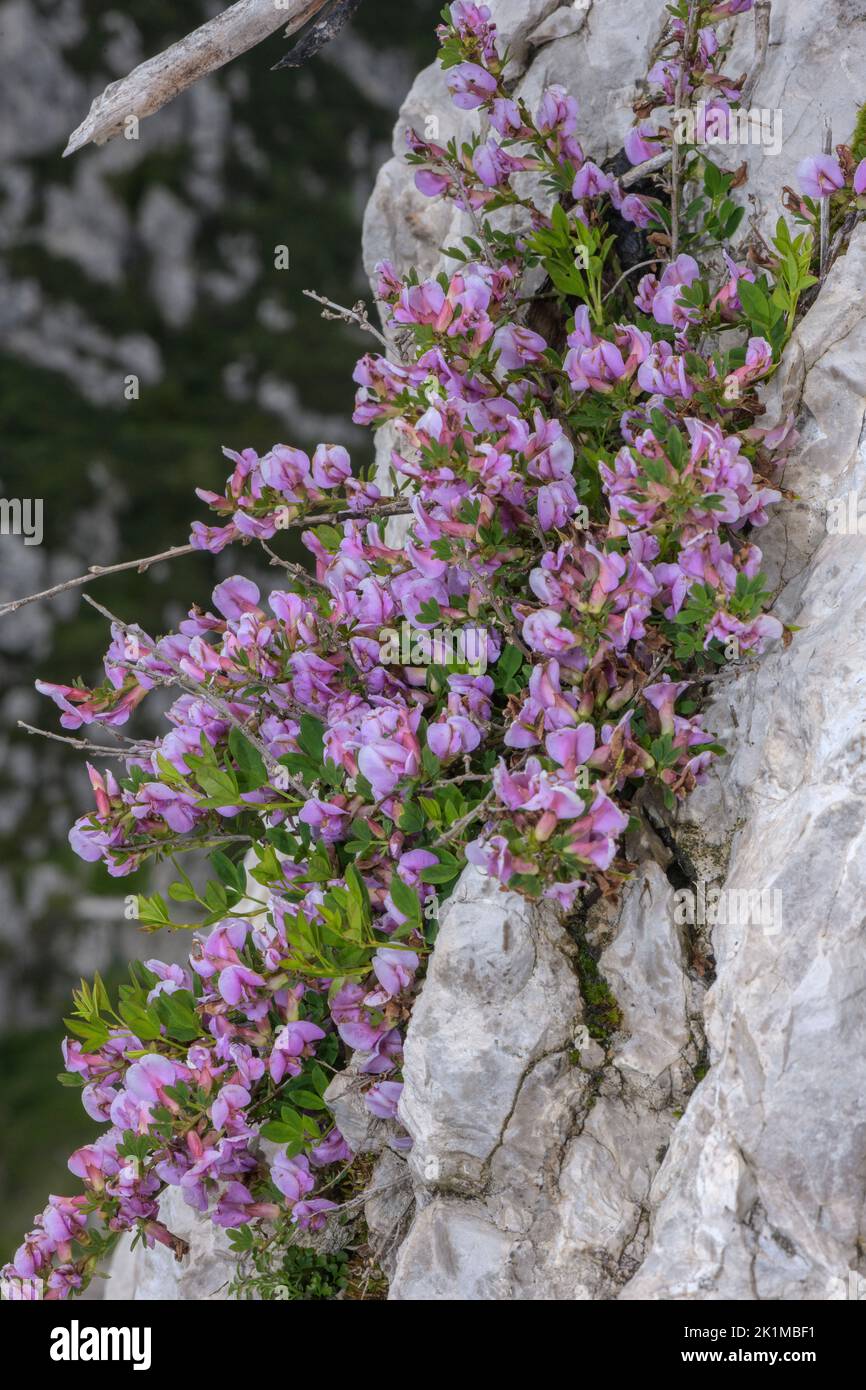 Purple broom, Chamaecytisus purpureus, in flower on limestone, Italian Alps. Stock Photo