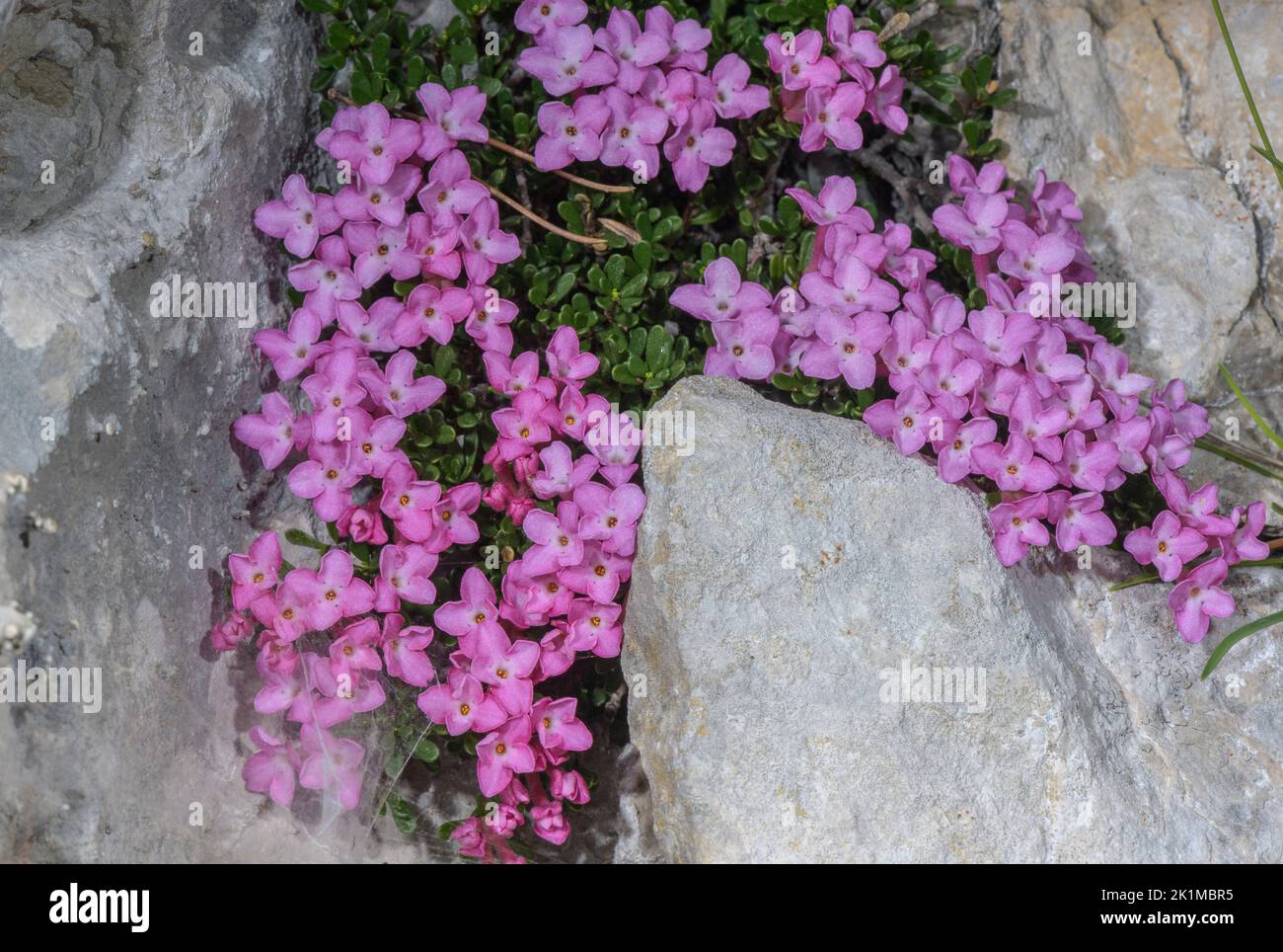 Rock Mezereon, Daphne petraea in flower on limesrtone cliff, Monte Tremalzo. Italy. Stock Photo