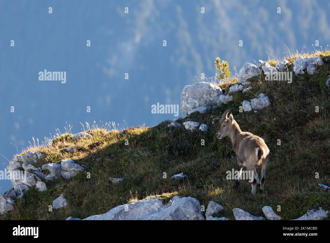 young male ibex (Capra ibex) in Naturpark Diemtigtal in Berner Oberland Stock Photo