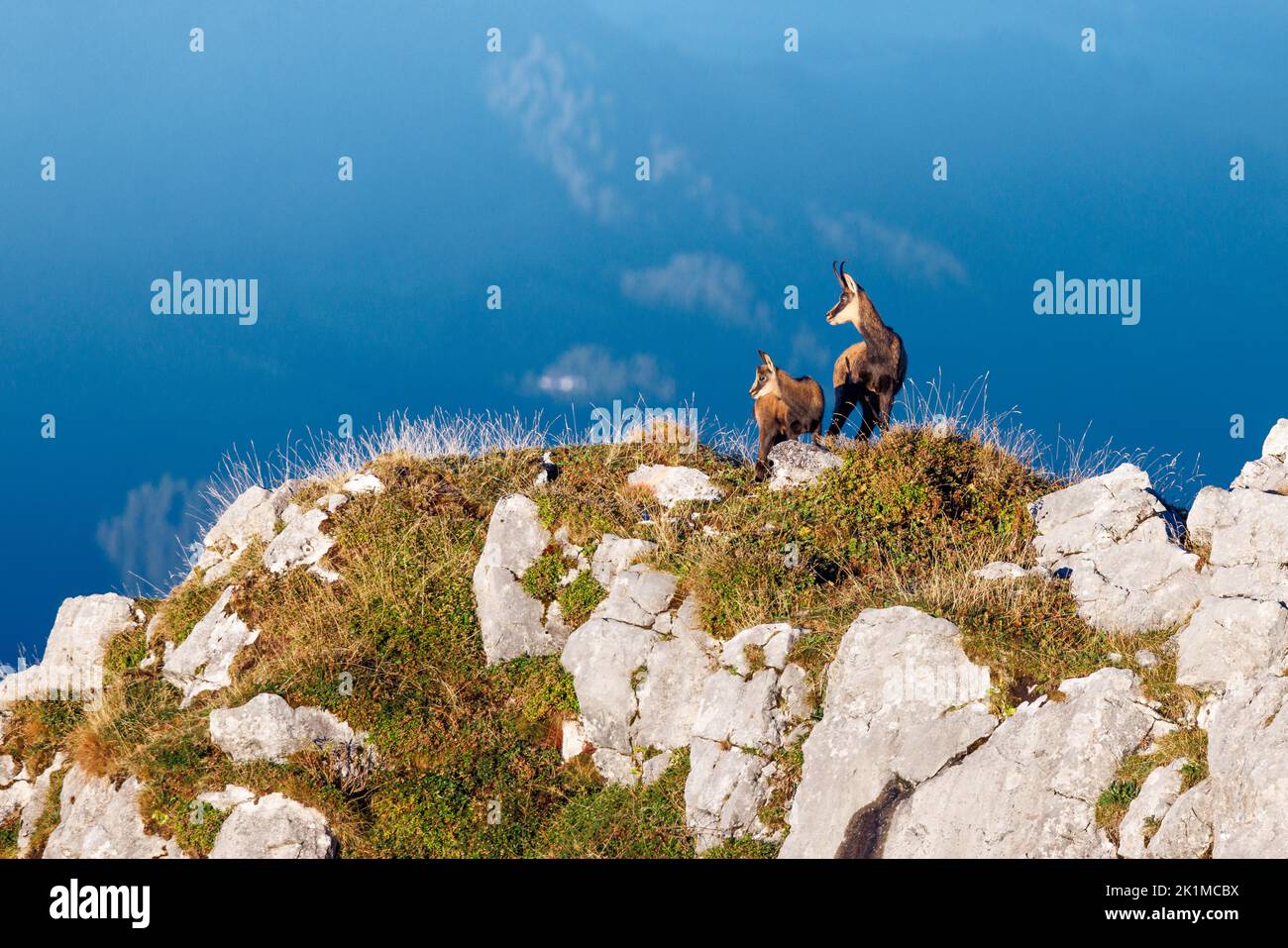 chamois mother with fawn (Rupicapra rupicapra) on a peak in Naturpark Diemtigtal in Berner Oberland Stock Photo