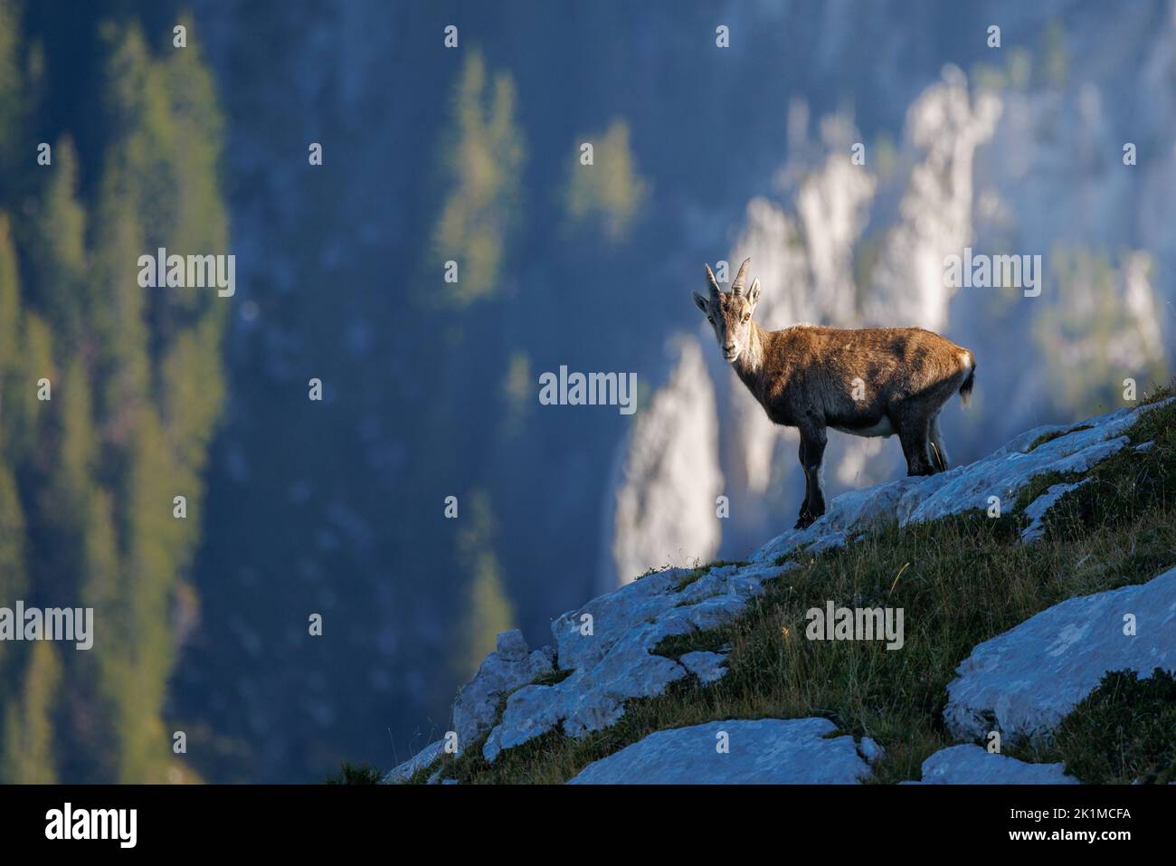 young male ibex (Capra ibex) in Naturpark Diemtigtal in Berner Oberland Stock Photo