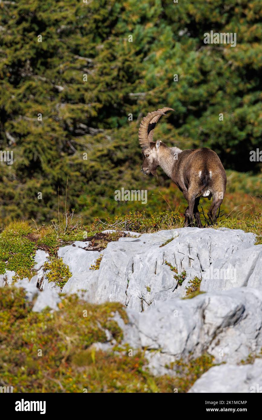 male ibex (Capra ibex) in Naturpark Diemtigtal in Berner Oberland Stock Photo