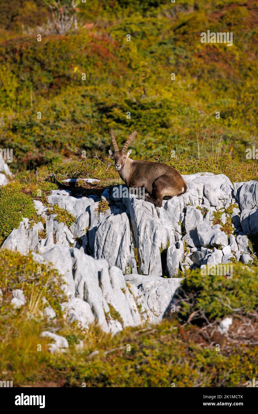 male ibex (Capra ibex) in Naturpark Diemtigtal in Berner Oberland Stock Photo