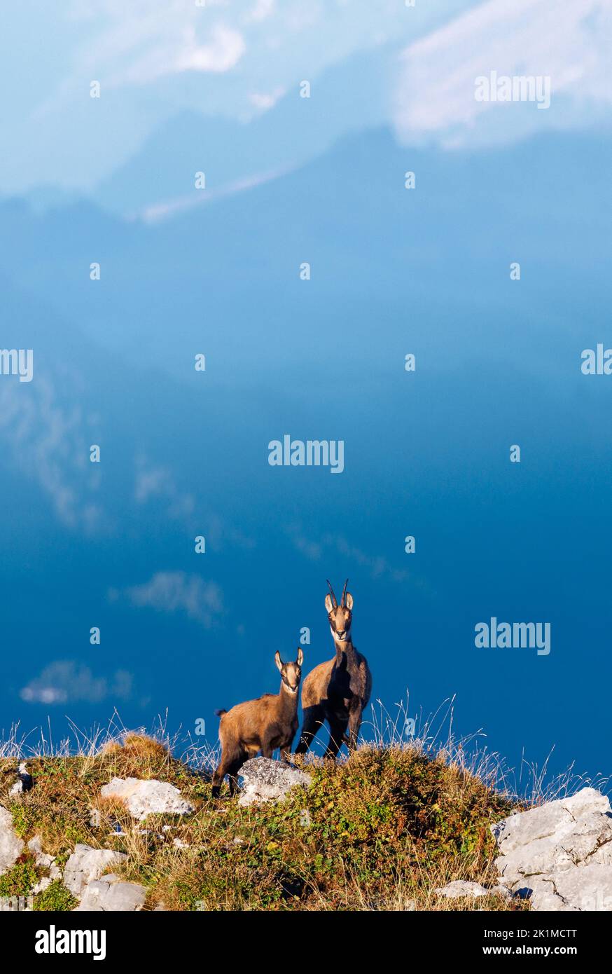 chamois mother with fawn (Rupicapra rupicapra) on a peak in Naturpark Diemtigtal in Berner Oberland Stock Photo