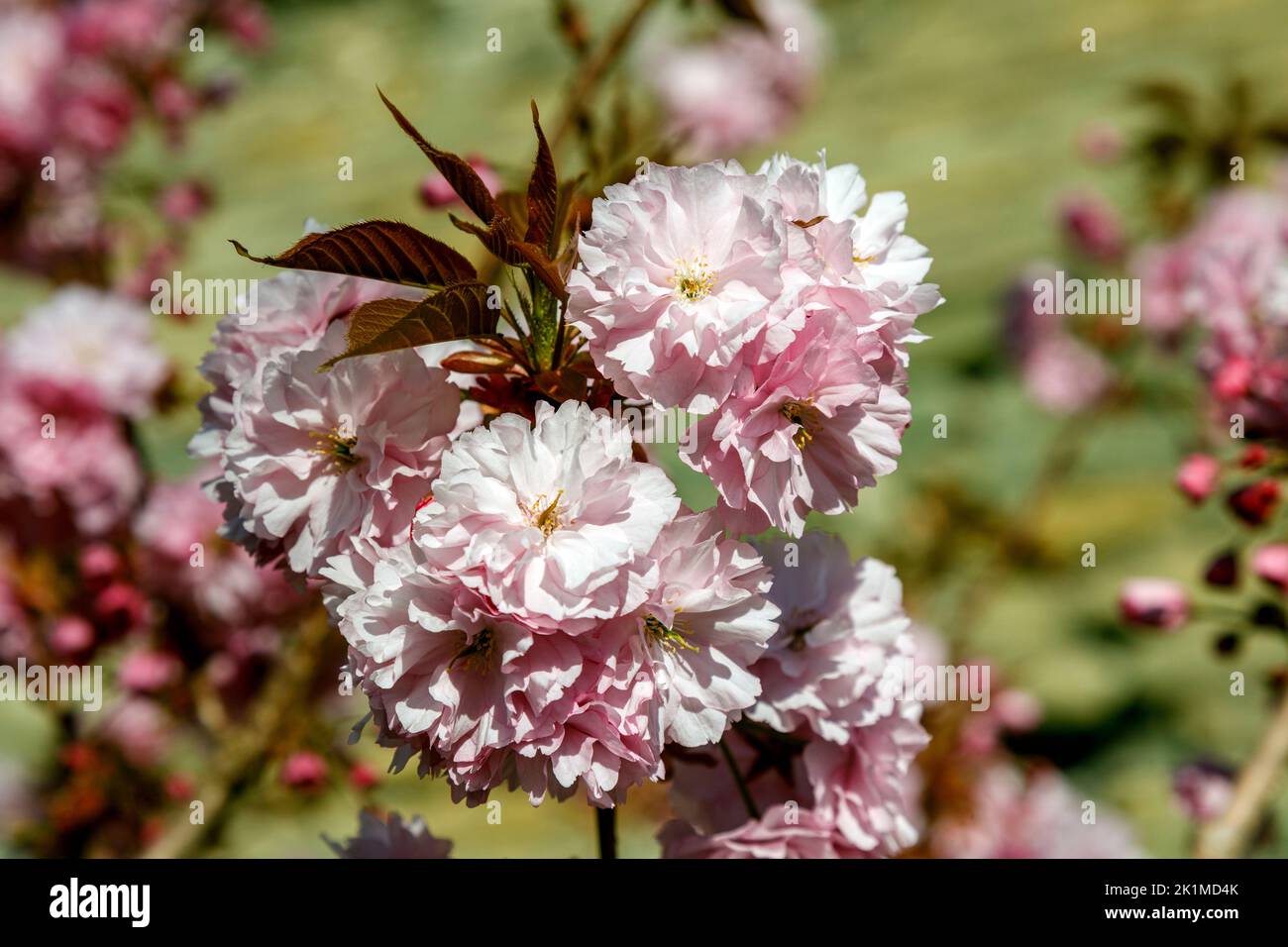 Japanese cherry blossom Stock Photo - Alamy