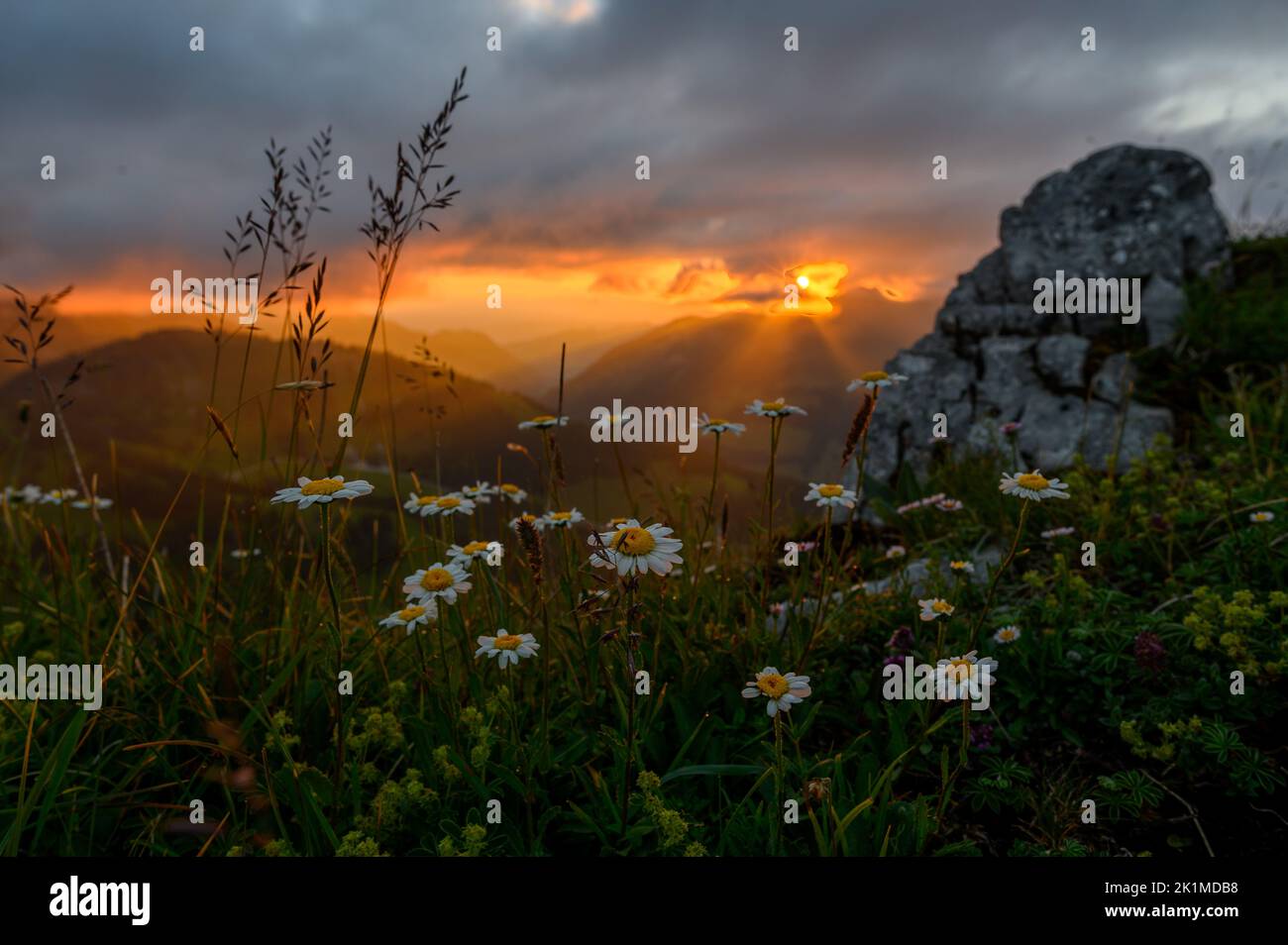 dramatic sunset mood with tyndall effect and flowering daisy flowers in the alpine foothills of Fribourg Stock Photo