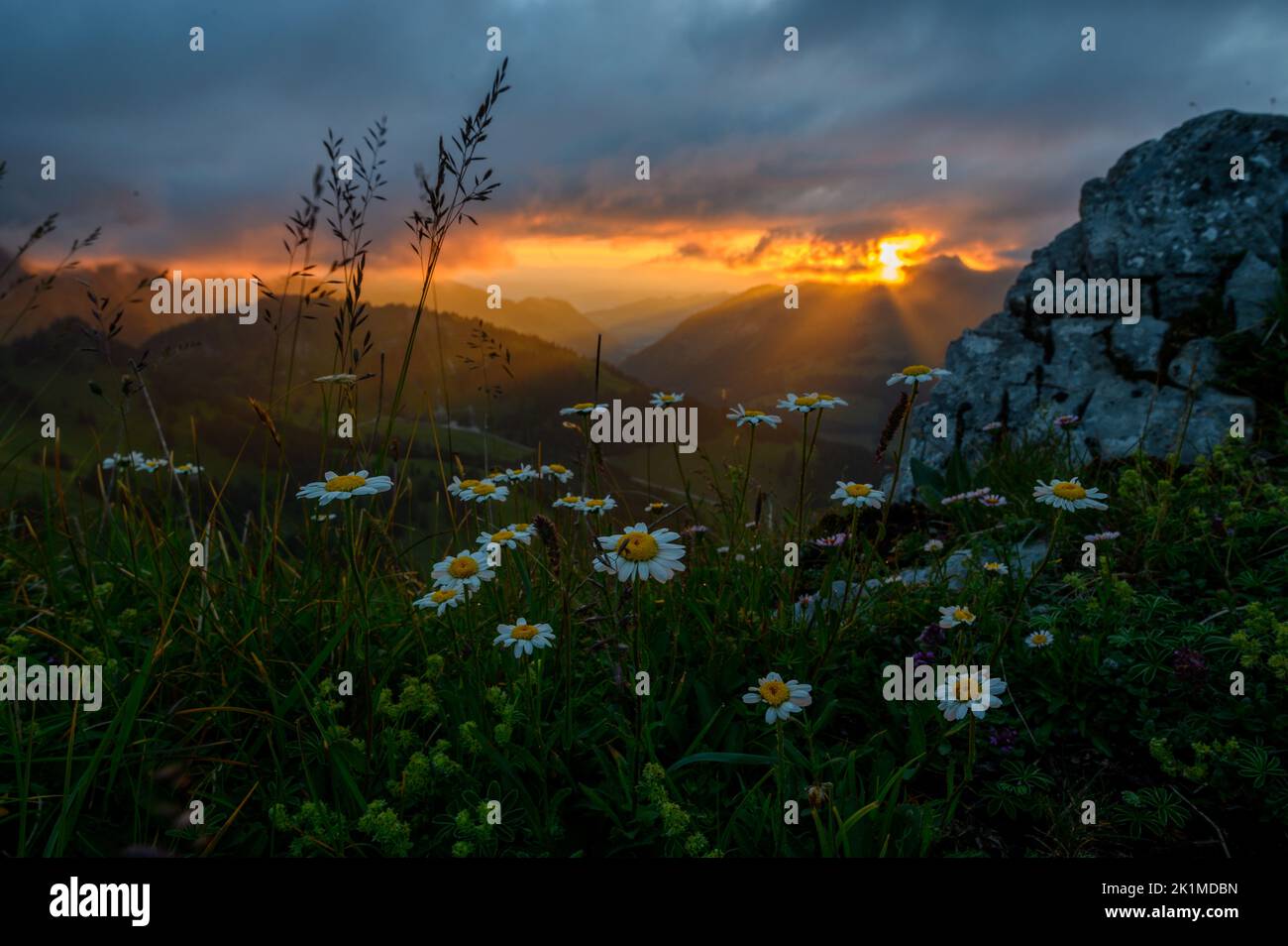 dramatic sunset mood with tyndall effect and flowering daisy flowers in