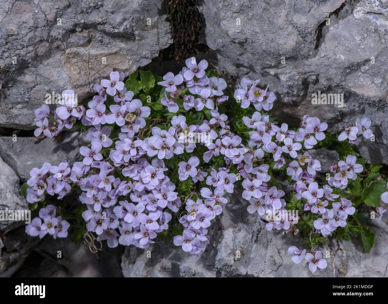Pyrenean Whitlow Grass, Petrocallis pyrenaica in flower on limestone, Julian Alps. Stock Photo