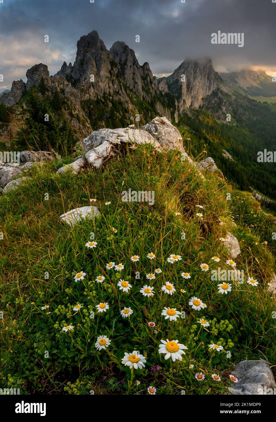 flowering daisy flowers in the swiss alps in front of the rugged peaks of Gastlosen Stock Photo