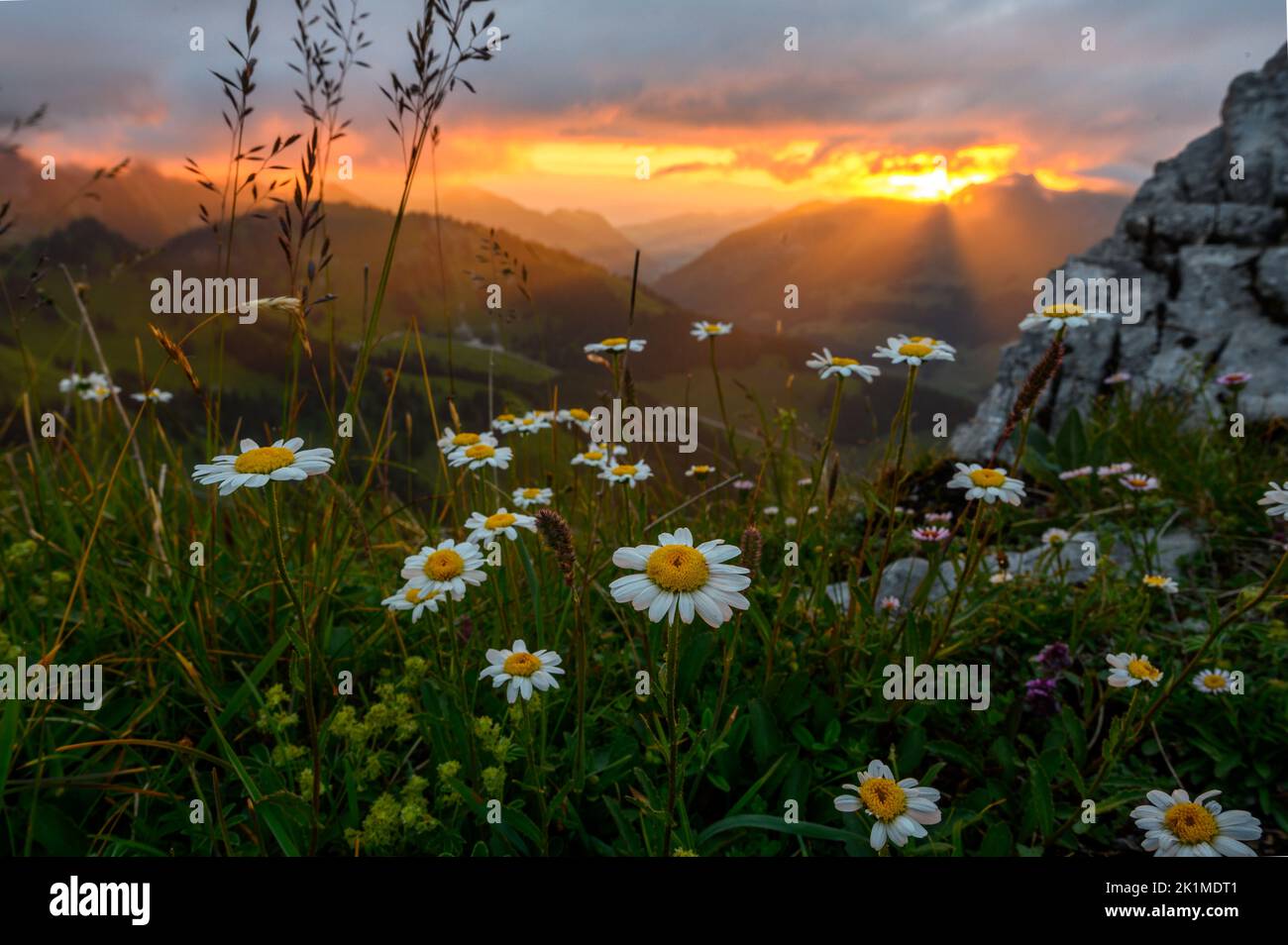 dramatic sunset mood with tyndall effect and flowering daisy flowers in the alpine foothills of Fribourg Stock Photo