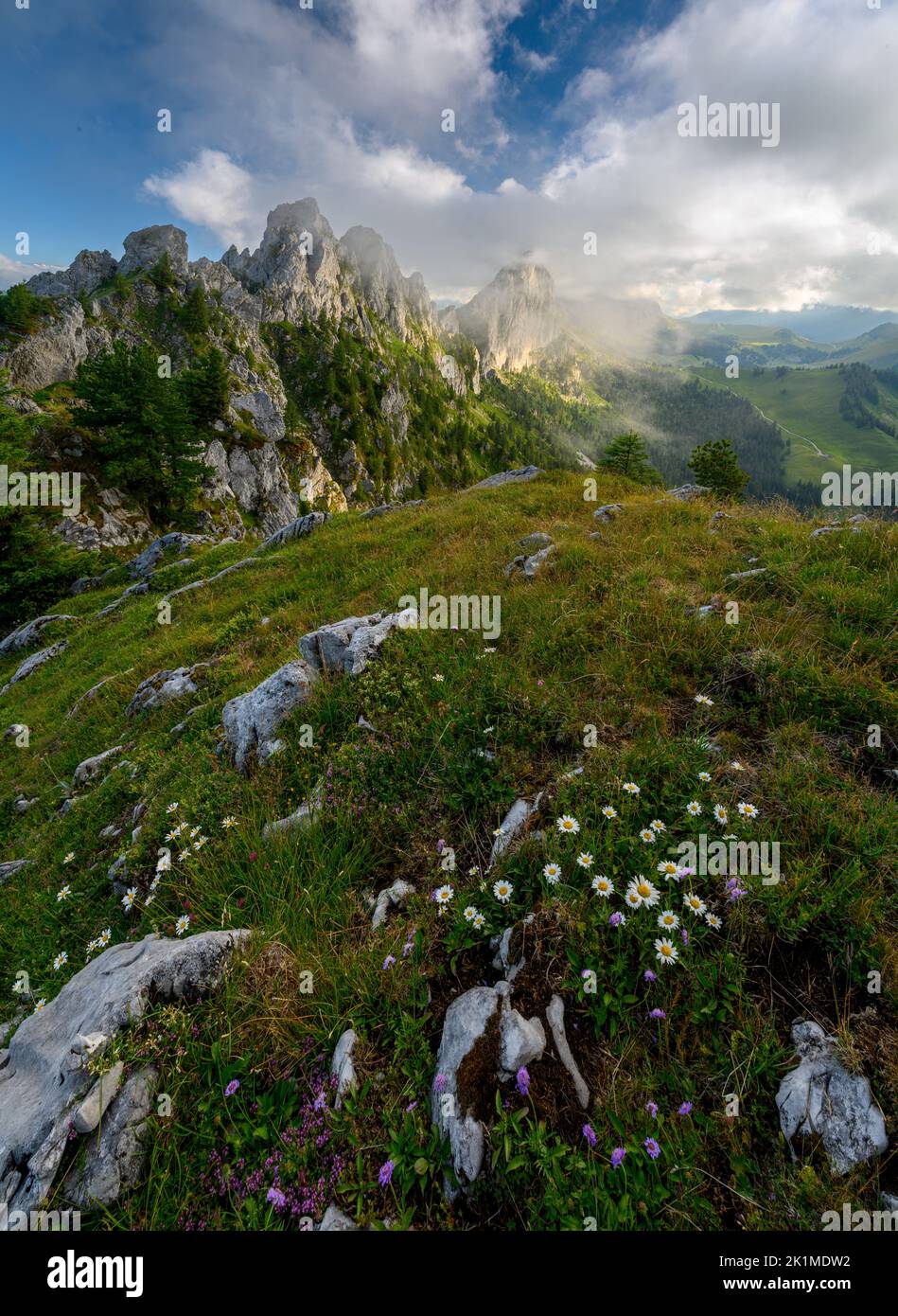 flowering daisy flowers in the swiss alps Stock Photo