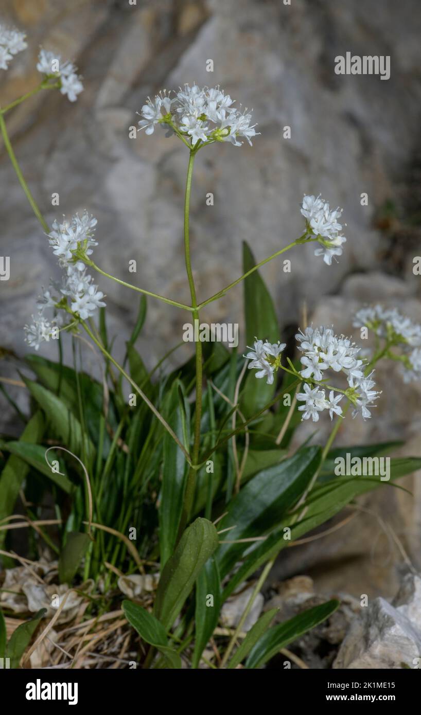 Rock valerian, Valeriana saxatilis, in flower on limestone ledge ...