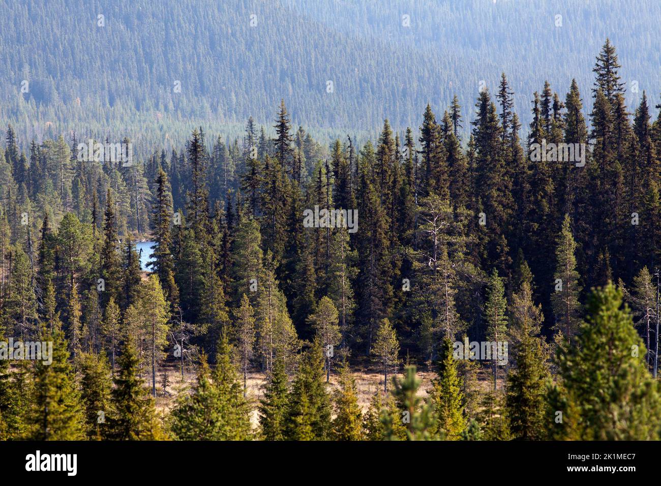 Sporadic trees hi-res stock photography and images - Alamy
