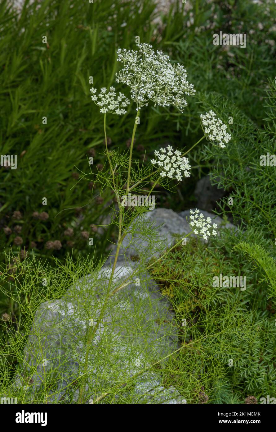 Athamanta turbith in flower, Julian Alps, Slovenia. Stock Photo