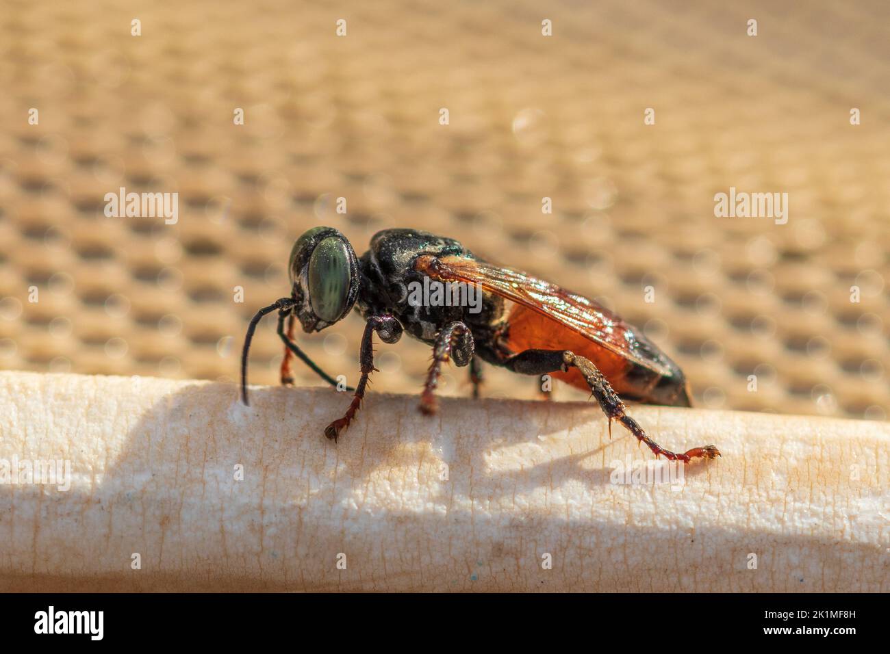 Tachytes sp, Sand-Loving Wasps Stock Photo