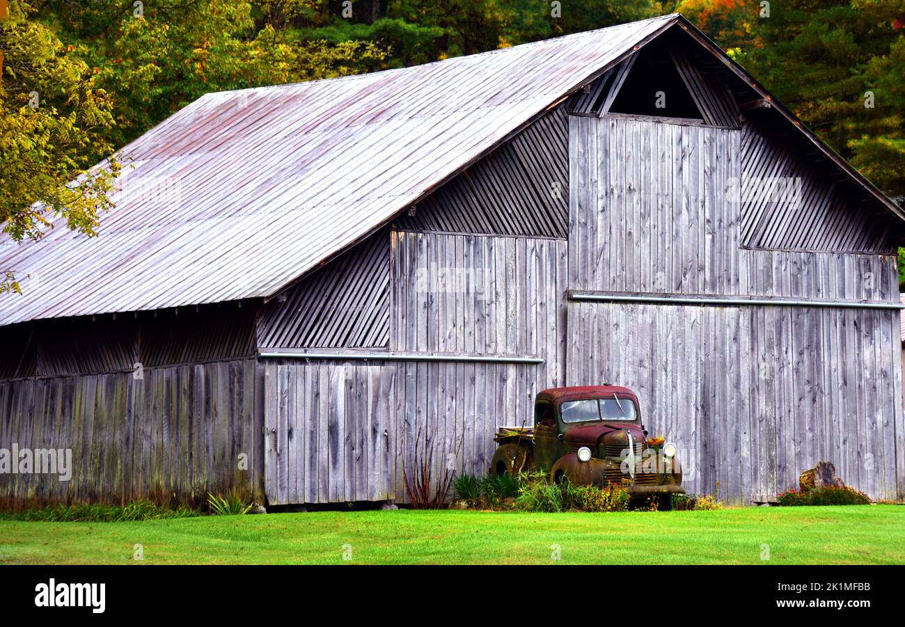 Old Dodge truck sits in front of wooden barn.  Truck is being overgrown by weeds and grass.  Rust covers body. Stock Photo