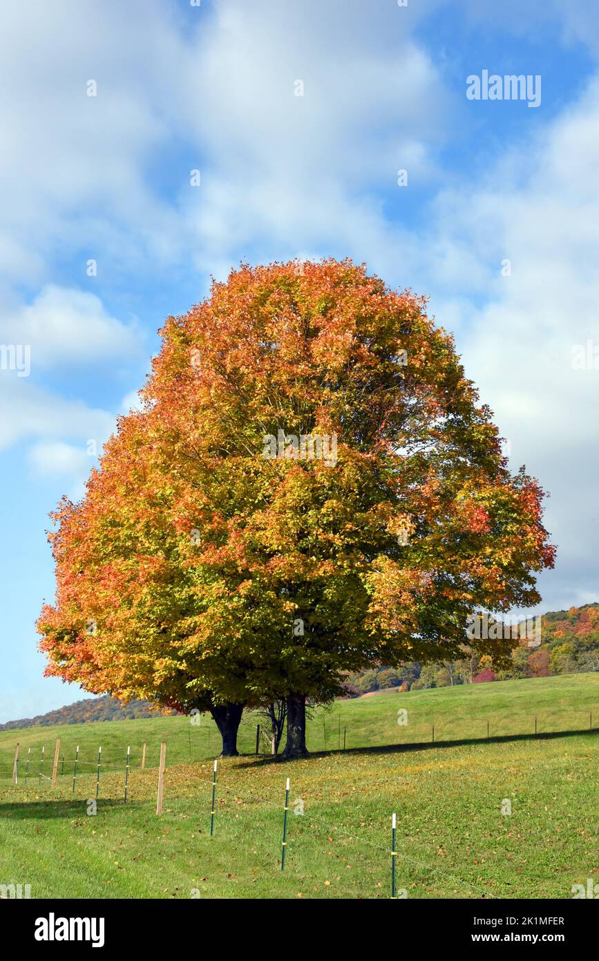 Two trees, in a field, are filled with the yellow and gold of an Appalachian Mountain Autumn.  Mountains can be seen in the background. Stock Photo