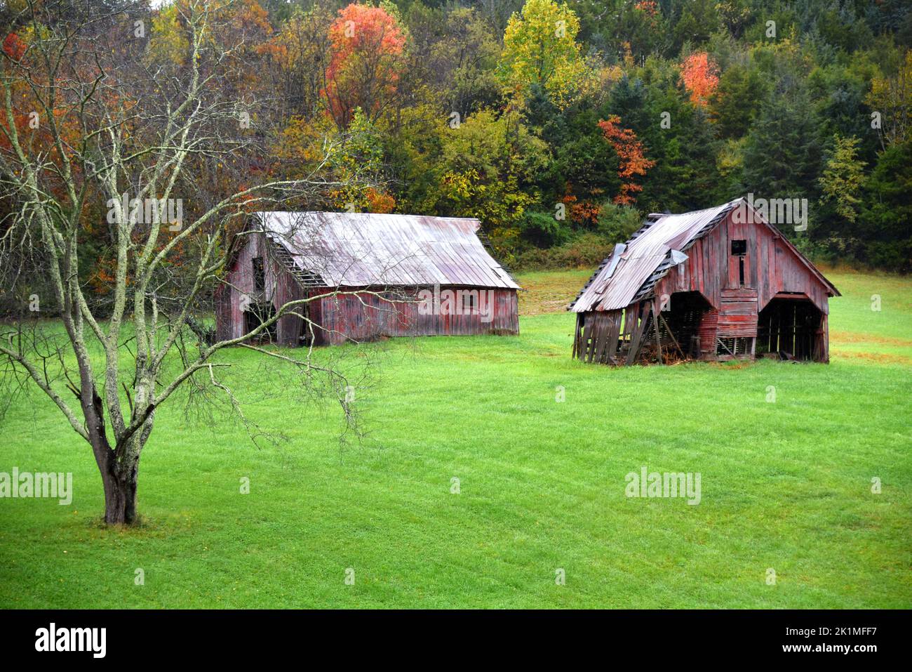 Two, weathered and faded, red barns stand in open field in the Appalachian Mountains, in Tennessee.  Both have tin roofs. Stock Photo