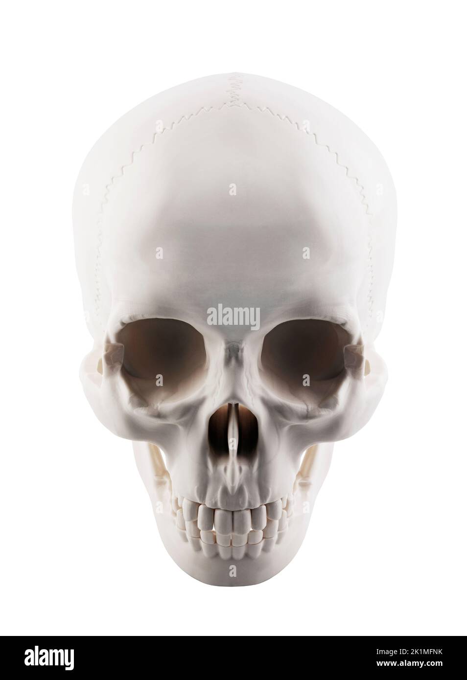 Human skull isolated on white background with clipping path Stock Photo