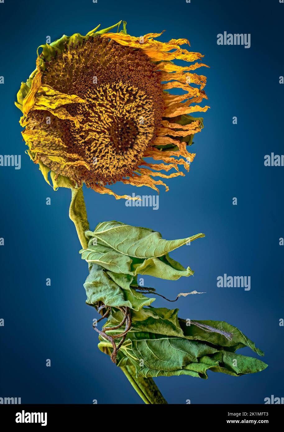 A withering, windswept sunflower blows in the wind in early autumn. Stock Photo