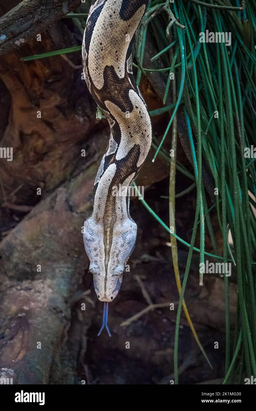 Boa constrictor snake in red hi-res stock photography and images - Alamy