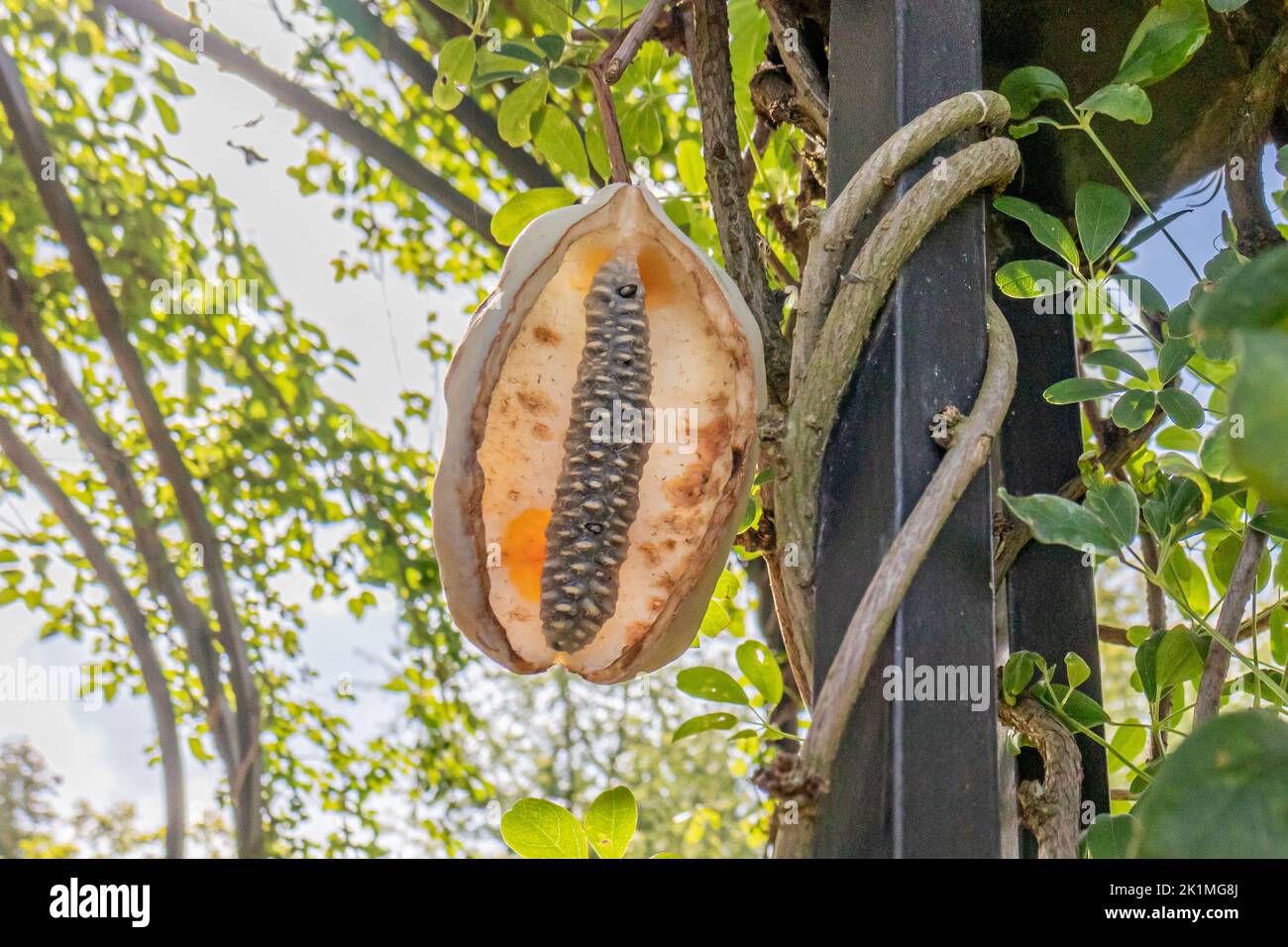 Fruit in an elongated pod with its seeds of a climbing plant Akebia quinata or Chocolate Vine against green foliage, sunny summer day, black metal pos Stock Photo