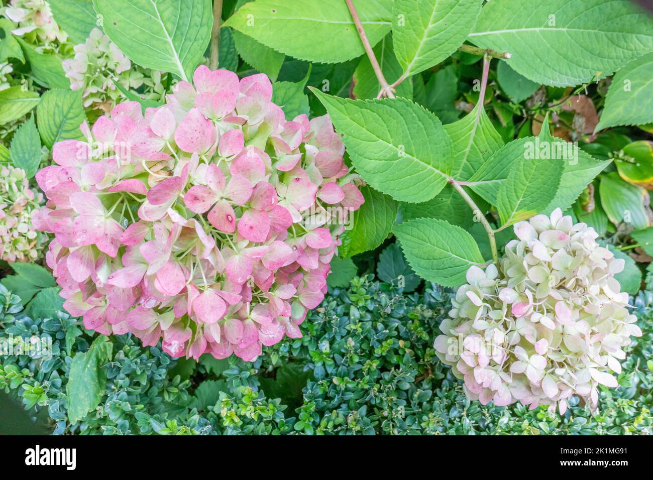 Pink purple and white hydrangea flower against the green leaves of the ...