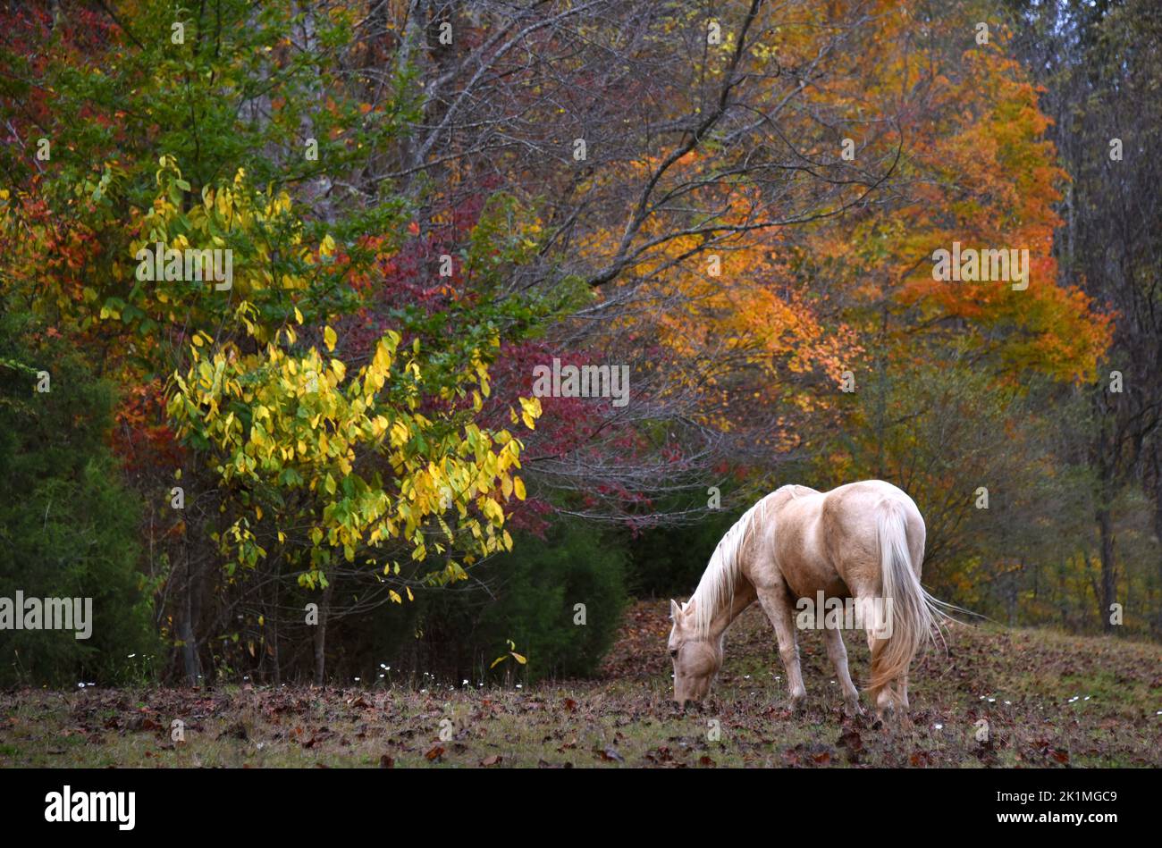 Single, white horse quietly grazes on grass in pasture.  Autumn has colored trees orange and yellow. Stock Photo