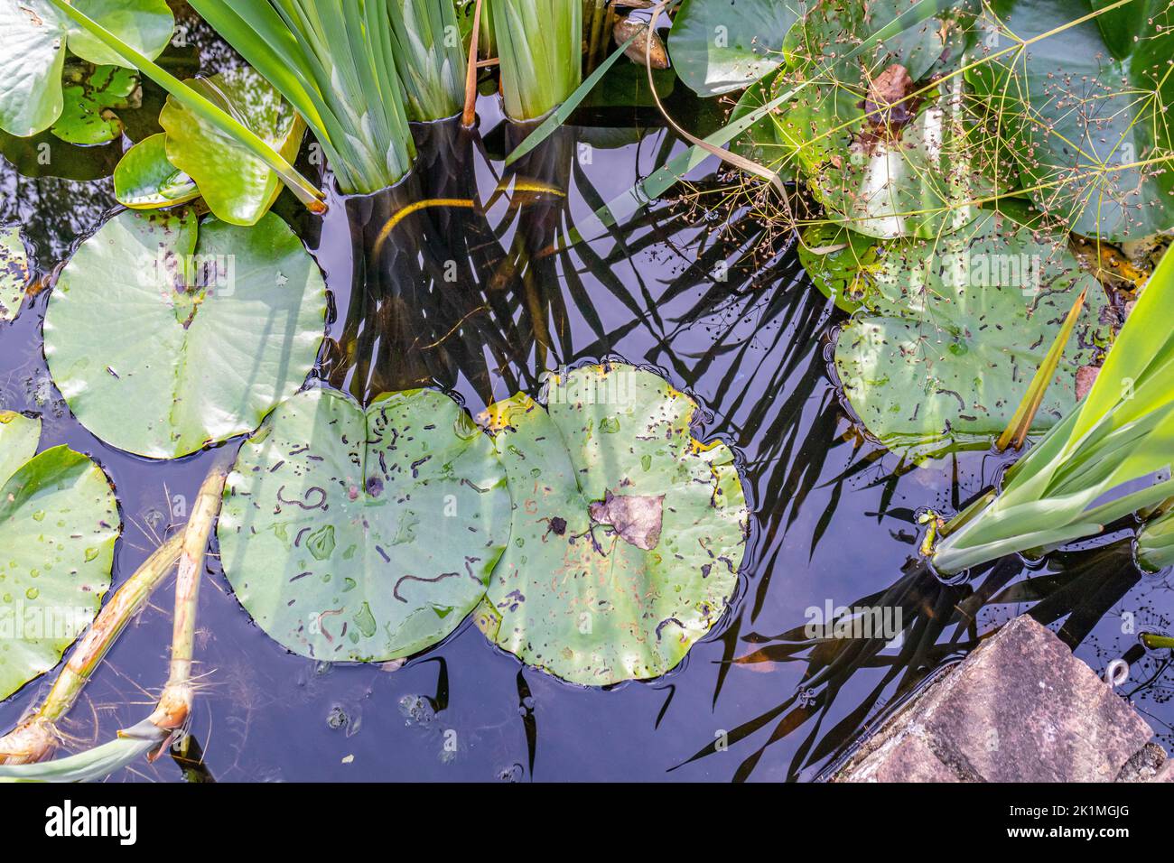 Large green leaves of aquatic plants water lily or lotus floating in a