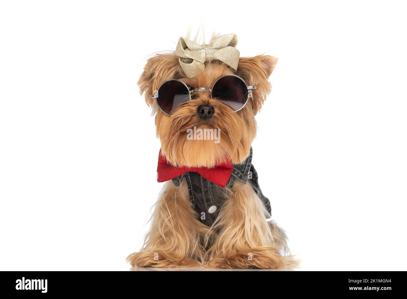 Yorkshire Terrier Sunglasses Print Boxing Gloves