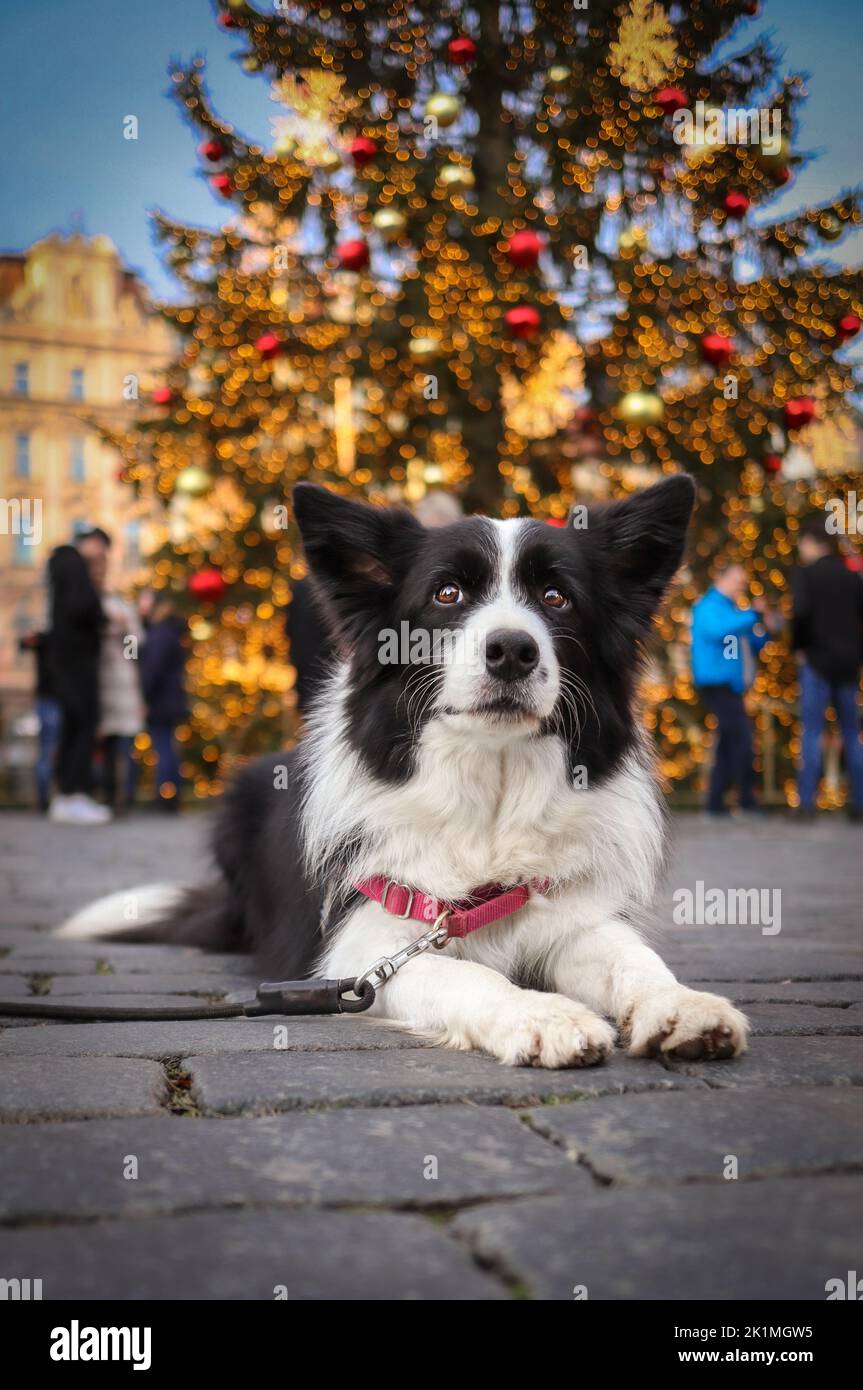 Border Collie Lies Down on Cobblestone at Old Town Square during Festive Season. Vertical Dog Portrait of Black and White Dog with Christmas Tree. Stock Photo