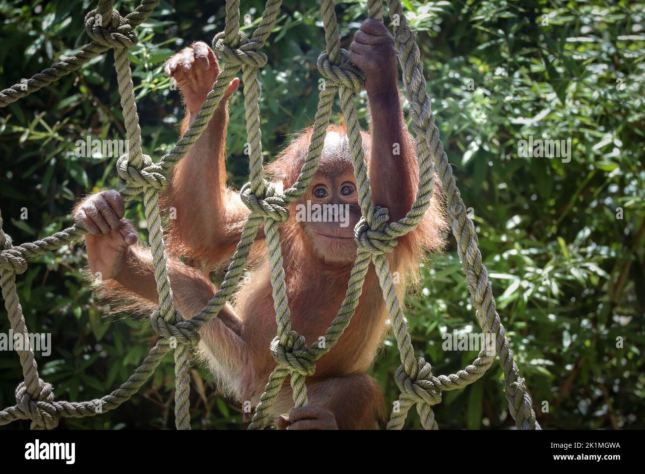 Young Sumatran Orangutan on Rope in Zoological Garden. Baby Monkey of Pongo Abelii in Zoo. Stock Photo