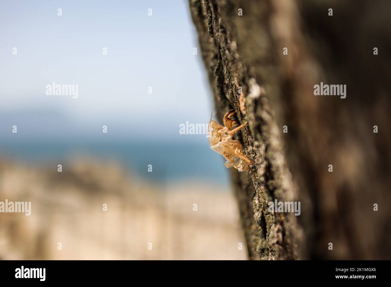 Empty Shell of Insect in Italy. Exoskeleton of Cicada on Tree in Europe during Summer. Stock Photo