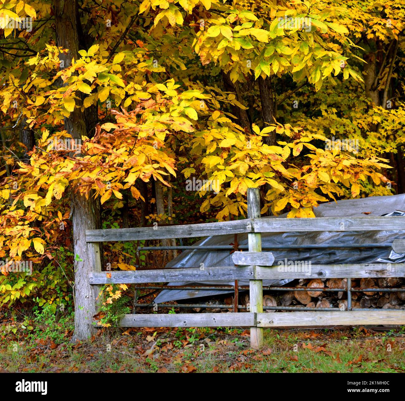 Rustic fence stands beneath a hickory tree that has turned golden yellow for the Fall.  Wood pile can be seen behind fence. Stock Photo