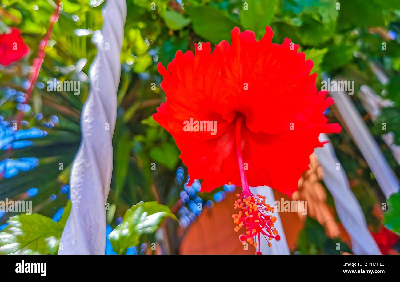 Red beautiful hibiscus flower flowers shrub tree plant in Playa del ...