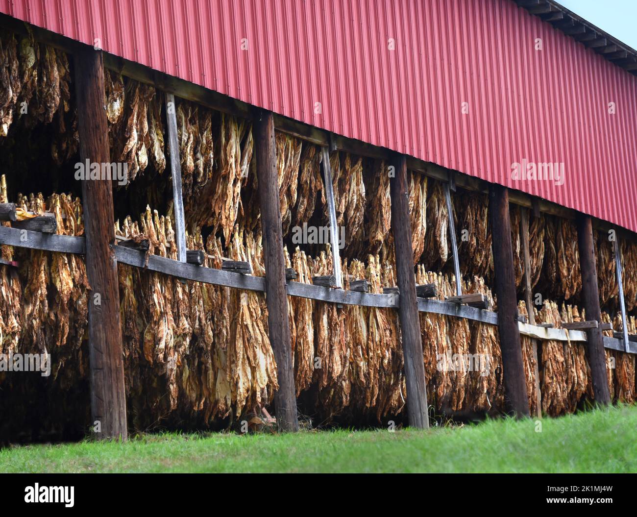 Tobacco crop hangs, upside down, in a red metal barn.  Leaves are curing and drying. Stock Photo