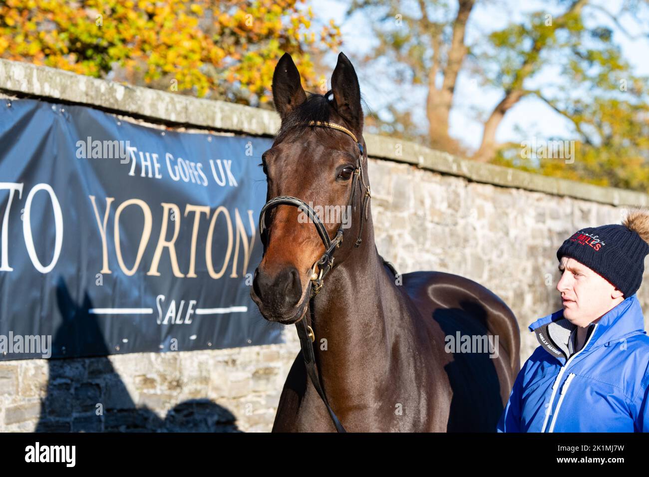 Saint Davy, who sold for £270,000 at the 2021 Goffs December P2P Sale at Yorton Stud, Welshpool, Wales after a maiden 4-y-o P2P win at Quakerstown. Stock Photo