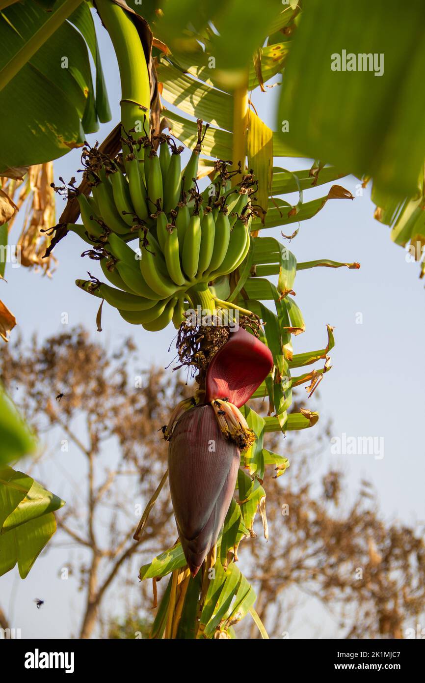 Goiânia, Goias, Brazil – September 18, 2022:  A bunch of unripe bananas hanging from the banana tree. Stock Photo