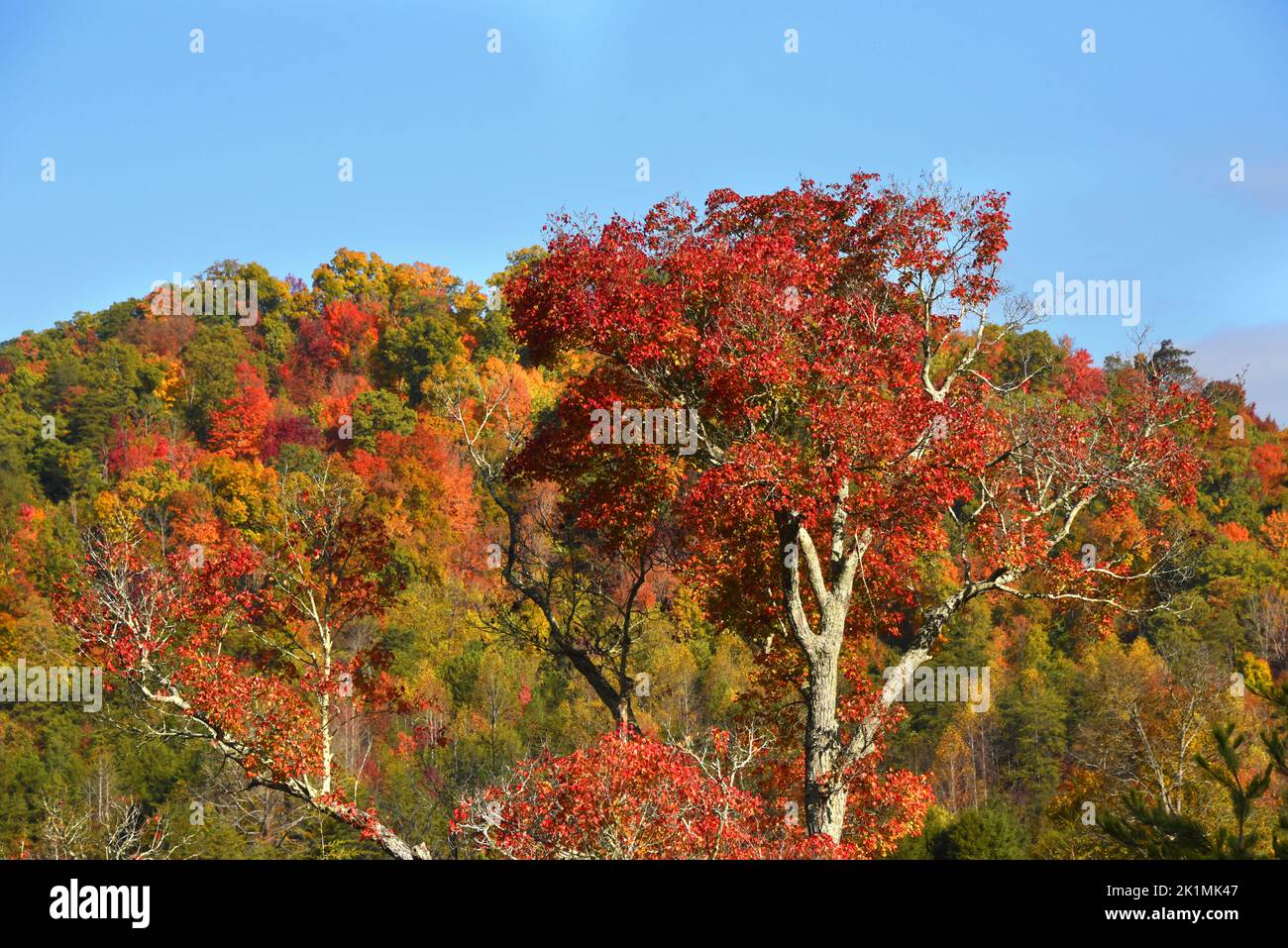 Tree stands in front of the Appalachian Mountains.  Both are covered in Fall color.  The tree is brilliant red in color. Stock Photo