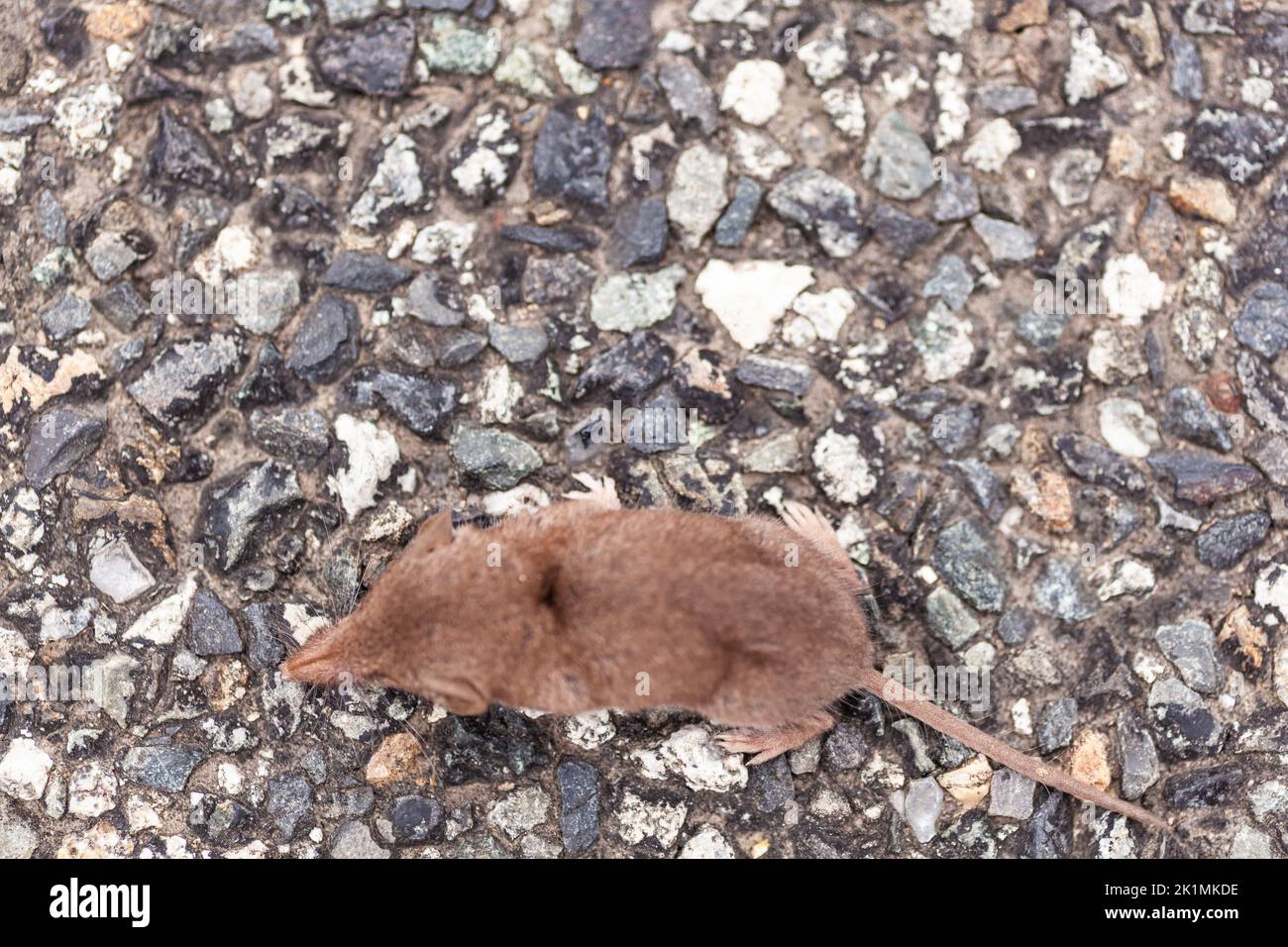 Closeup of small gray shrew in the road. The genus Sorex includes many of the common shrews of Eurasia and North America, Stock Photo