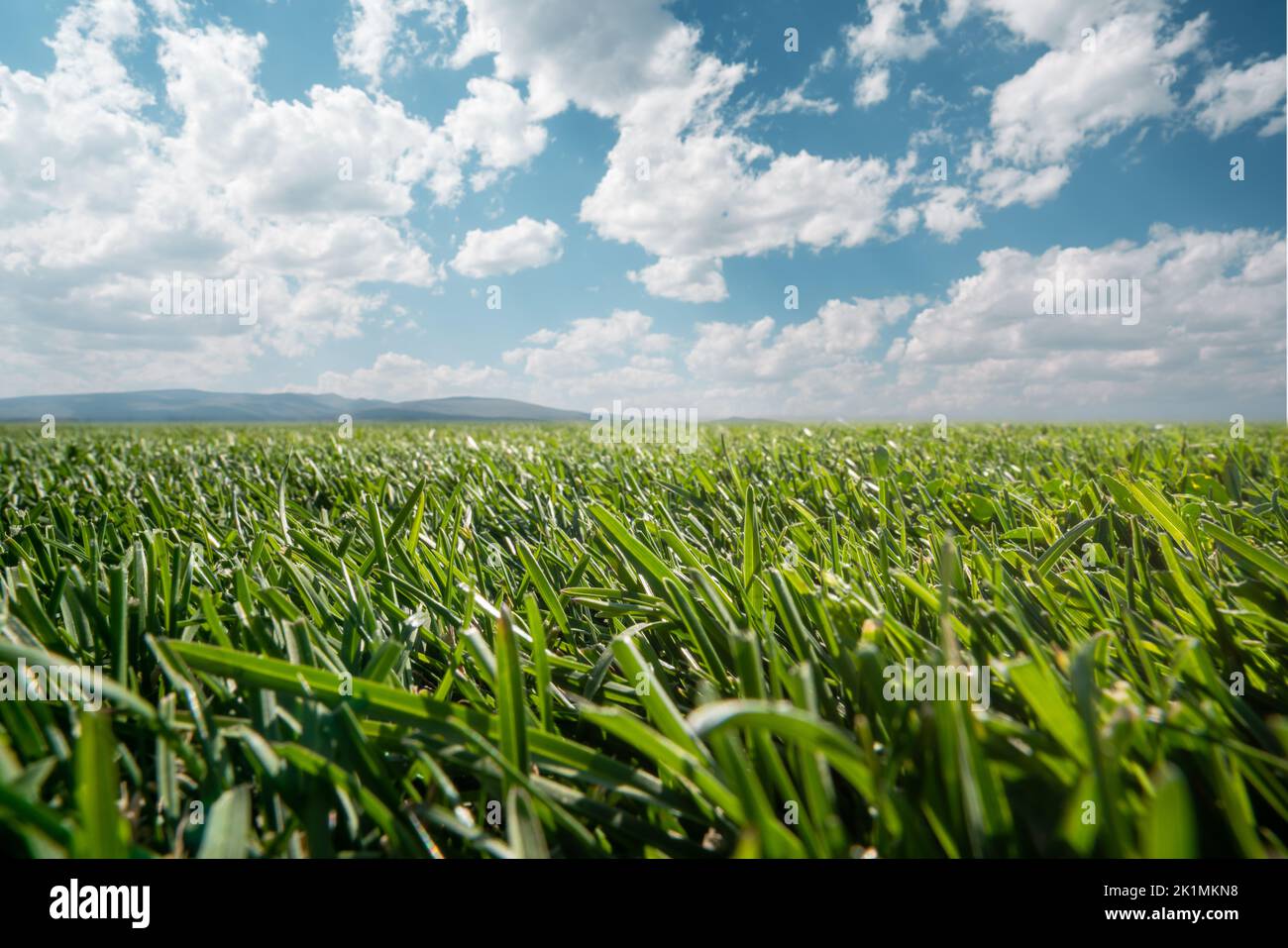 Green lawn leaves in open field, nature or park against the open sky with white puffy clouds. High quality photo Stock Photo